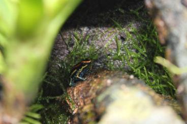Poison dart frogs kaufen und verkaufen Photo: Hyloxalus azureiventris abzugeben