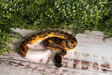 Ball Pythons kaufen und verkaufen Photo: Verschiedene Piebald Königpythons zur abgabe