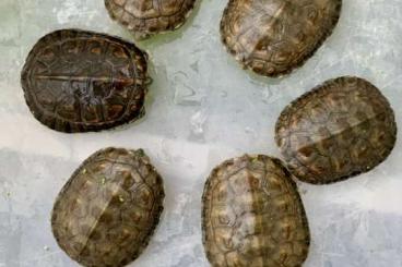 Schildkröten  kaufen und verkaufen Foto: 5.0 Mauremys Leprosa Leprosa 