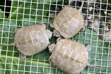 Schildkröten  kaufen und verkaufen Foto:  Turtle For Hamm or Italian fairs