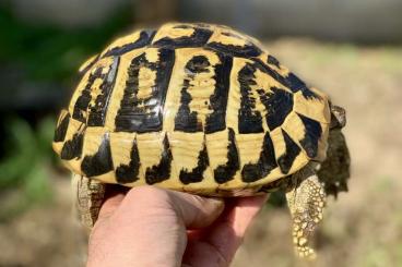 Schildkröten  kaufen und verkaufen Foto: Testudo Hermanni hermanni (Sardinia ) 