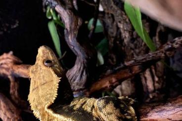 Geckos kaufen und verkaufen Photo: Correlophus ciliatus,Kronengecko Männchen hübsch gesund 