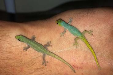 Lizards kaufen und verkaufen Photo: Phelsuma et lygodactylus 