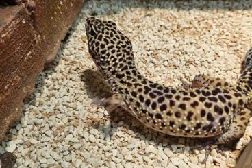 Geckos kaufen und verkaufen Foto: Leopardgeckos mit Terrarium 