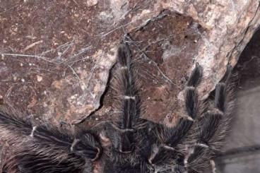 - bird spiders kaufen und verkaufen Photo: Poecilotheria, Nhandu, Bumba, Grammostola, Lasiodora