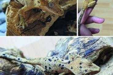 Geckos kaufen und verkaufen Photo: 0.0.1 SuperDal Kronengecko / Correlophus ciliatus