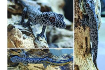 Geckos kaufen und verkaufen Foto: Strophurus taenicauda, 0.1.