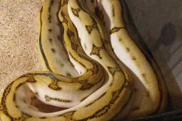 Schlangen kaufen und verkaufen Foto: Malayopython reticulatus 