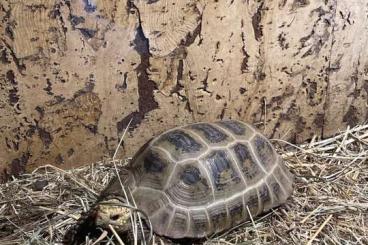 Tortoises kaufen und verkaufen Photo: 1.1  Indotestuto elongata