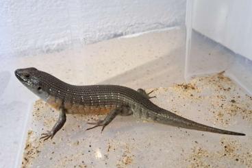 Skinke kaufen und verkaufen Foto: Biete 1,0 Zebraskink (Trachylepis dichroma) Nachzucht 2023