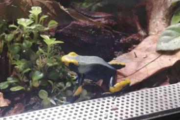 Poison dart frogs kaufen und verkaufen Photo: Dendrobates tinctorius tumucumaque 