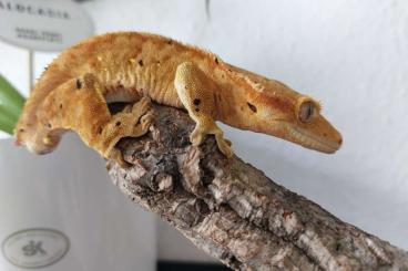 Geckos kaufen und verkaufen Photo: 7.0 Correlophus cilliatus