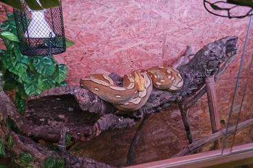 Pythons kaufen und verkaufen Photo: 0.1 Malayopython reticulatus