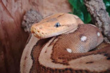 Pythons kaufen und verkaufen Foto: 0.1 Netzpython Malayo python 