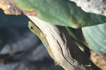 Geckos kaufen und verkaufen Photo: Phelsuma Laticauda, Goldstaub-Taggecko