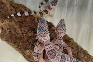 Geckos kaufen und verkaufen Photo: Eublepharis Macularius Macularius 