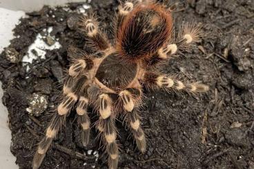 - bird spiders kaufen und verkaufen Photo: Vogelspinnen von klein bis groß