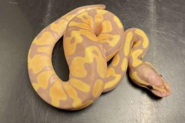 Ball Pythons kaufen und verkaufen Photo: 0,1 Königspython Banana Enchi Yellowbelly 