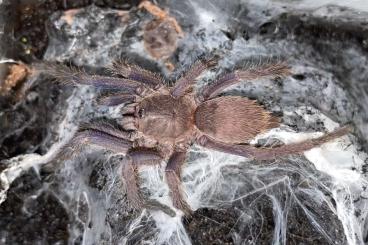 - bird spiders kaufen und verkaufen Photo: Vogelspinnen von klein bis groß