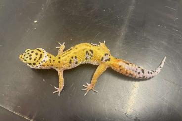 Geckos kaufen und verkaufen Photo: 0,1 Leopardgecko Bold Jungle Emerine ph Tremper Albino