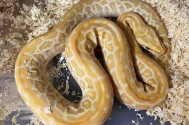 Pythons kaufen und verkaufen Photo: 1,1 Tigerpython Hypo Caramel het. Pied