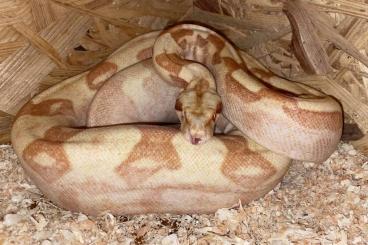 Boas kaufen und verkaufen Foto: 1,0 Kaiserboa IMG Sunglow ph Anery 1 Blood