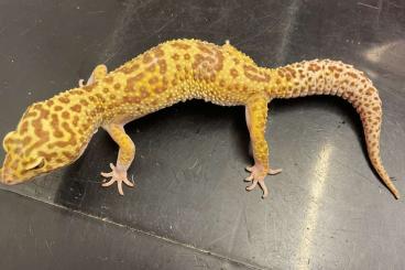 Geckos kaufen und verkaufen Photo: 0,2 Leopardgeckos Giant Tremper Albino Halloween Mask