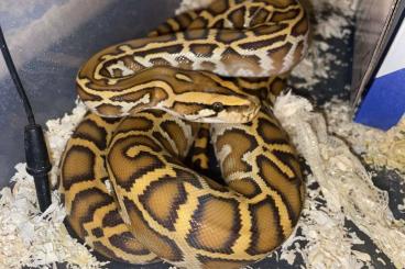 Pythons kaufen und verkaufen Foto: 0,1 Tigerpython Caramel ph Pied 