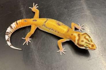 Geckos kaufen und verkaufen Photo: 0,1 Leopardgecko Afghan Emerine Tremper Albino