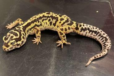 Geckos kaufen und verkaufen Foto: 0,2 Leopardgecko Halloween Mask Tangerine Tremper Albino