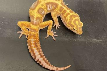 Geckos kaufen und verkaufen Photo: 1,2 Leopardgecko Cinnamon Bold Jungle Tangerine Tremper Albino