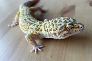 Geckos kaufen und verkaufen Foto: 1,2 Leopardgecko Godzilla Super Giant Pastel Tremper Albino