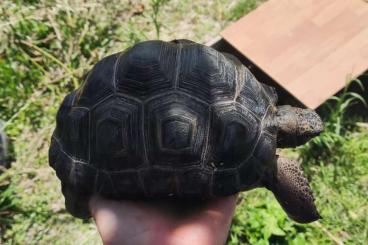 Landschildkröten kaufen und verkaufen Foto: 2 aldabrachelys gigantea                                              