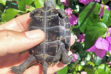 Turtles kaufen und verkaufen Photo: Mauremys Japonica ( 0.0.4)