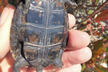 Sumpfschildkröten kaufen und verkaufen Foto: Clemmys guttata and Mauremys japonica