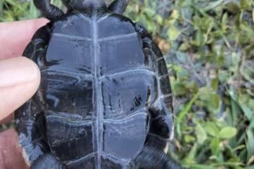 Schildkröten  kaufen und verkaufen Foto: 0.0.4 Mauremys Japonica  