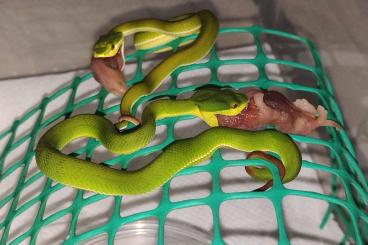 Giftschlangen kaufen und verkaufen Foto: Oxyuranus, Aspidelaps, Trimeresurus 