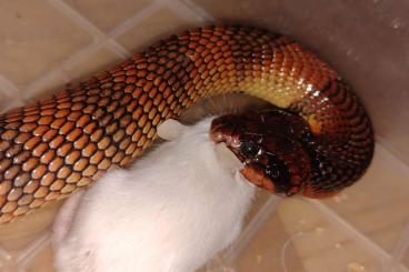 Venomous snakes kaufen und verkaufen Photo: Aspidelaps cowlesi classic, red