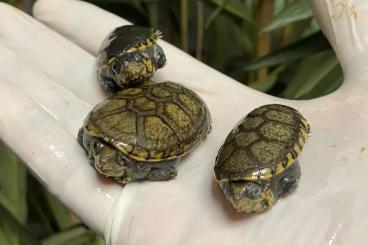 Turtles and Tortoises kaufen und verkaufen Photo: Phrynops / Mauremys / Claudius / Manouria / Chelodina