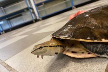 Turtles and Tortoises kaufen und verkaufen Photo: Phrynops / Mauremys / Claudius / Manouria / Kinosternon