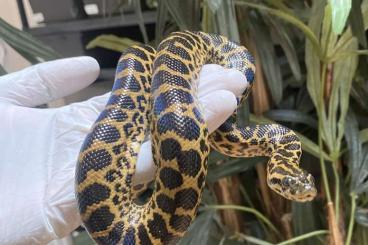 Schlangen kaufen und verkaufen Foto: Eunectes, Dasypeltis, Enhydris, Elaphe, Thrasops and more