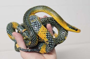 Snakes kaufen und verkaufen Photo: Morelia, Gonyosoma, Enhydris, Elaphe, Thrasops and more