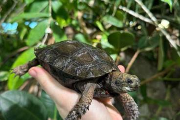 Schildkröten  kaufen und verkaufen Foto: Claudius, Mauremys, Kinosternon, Staurotypus, Manouria