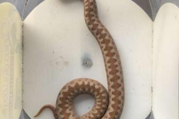 Giftschlangen kaufen und verkaufen Foto: 1.0 vipera seoanei het. t+ albino cb22