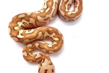 Ball Pythons kaufen und verkaufen Photo: Spotnose banana lesser clown