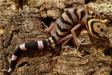 Geckos kaufen und verkaufen Photo: Goniurosaurus Araneus 01/24