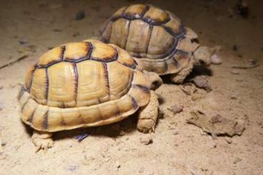 Landschildkröten kaufen und verkaufen Foto: Zwei ägyptische Landschildkröten (Testudo kleinmani) abzugeben