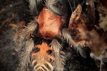 - bird spiders kaufen und verkaufen Photo: Diverse Vogelspinnen für Versand oder Börse Berlin