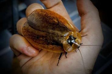 Insects kaufen und verkaufen Photo: Diverse Schaben und Phasmiden für Versand und Börse Berlin