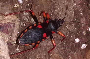 Insekten kaufen und verkaufen Foto: Diverse Käfer, Skorpione, Mantiden, etc für Versand und Börse Berlin